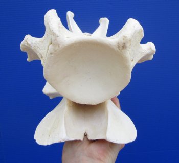 10 inches Real African Giraffe Neck Vertebrae Bone<font color=red> Good Quality</font> for $69.99 (CITES #301466)
