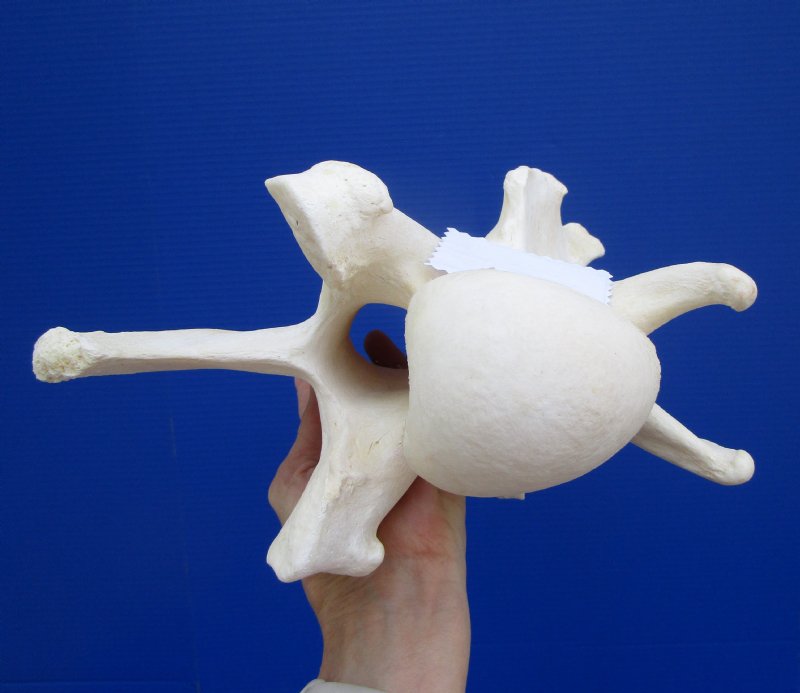 10 inches Real African Giraffe Neck Vertebrae Bone Good Quality for $69