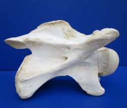 11 inches Giraffe Neck Vertebrae Bone (slight discoloration) for $64.99 (CITES301466)