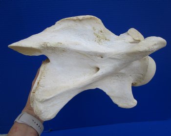 11 inches Giraffe Neck Vertebrae Bone (slight discoloration) for $64.99 (CITES301466)