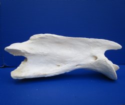 14-3/4 inches Real African Giraffe Neck Vertebrae Bone for $64.99 (CITES #301466)