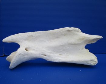 14-3/4 inches Real African Giraffe Neck Vertebrae Bone for $64.99 (CITES #301466)
