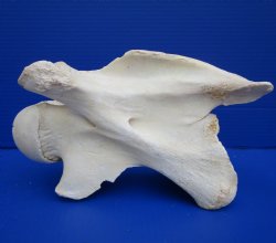 10 inches African Giraffe Neck Vertebrae Bone for $64.99 (CITES301466)