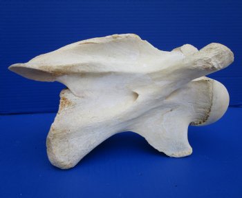 10 inches African Giraffe Neck Vertebrae Bone for $64.99 (CITES301466)