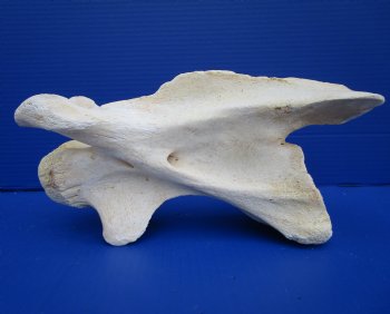 11-1/2 inches Genuine African Giraffe Neck Vertebrae Bone for $64.99 (CITES301466)