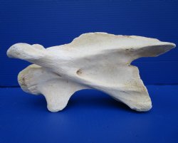 11-1/2 inches Genuine African Giraffe Neck Vertebrae Bone for $64.99 (CITES301466)