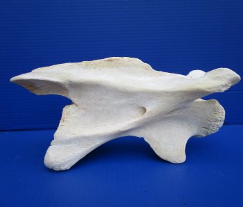 11-1/2 inches Genuine African Giraffe Neck Vertebrae Bone for $64.99 (CITES301466)