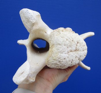 11-1/2 inches Genuine African Giraffe Neck Vertebrae Bone for $64.99 (CITES301466)