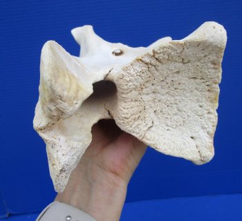 11-1/2 inches Genuine African Giraffe Neck Vertebrae Bone for $64.99 (CITES301466)
