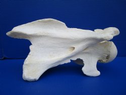 12-3/4 inches African Giraffe Neck Vertebrae Bone for $64.99 (CITES301466)