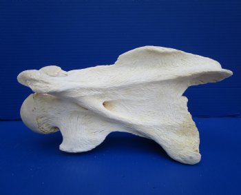 12-3/4 inches African Giraffe Neck Vertebrae Bone for $64.99 (CITES301466)