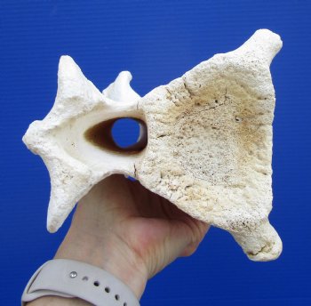 12-3/4 inches African Giraffe Neck Vertebrae Bone for $64.99 (CITES301466)