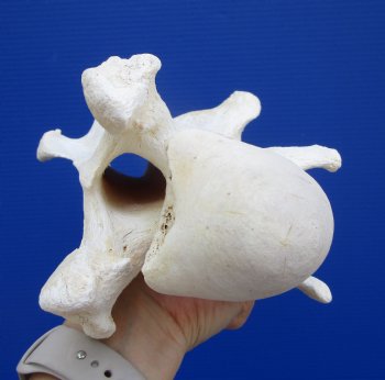 12-3/4 inches African Giraffe Neck Vertebrae Bone for $64.99 (CITES301466)