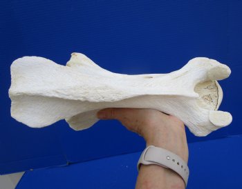 12-3/4 inches African Giraffe Neck Vertebrae Bone for $64.99 (CITES301466)