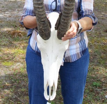   Male African Sable Skull with 34-1/2 and 35 inches Horns <font color=red> Good Quality</font> for $599.99 (Delivery Signature Required) 