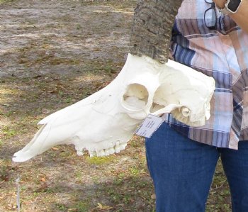   Male African Sable Skull with 34-1/2 and 35 inches Horns <font color=red> Good Quality</font> for $599.99 (Delivery Signature Required) 