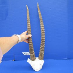 Female African Sable Skull Plate with 24-1/4 and 24-3/4 inches Horns for $125.99
