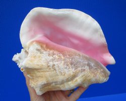 9 by 7-1/2 inches Large Queen Conch Shell for $24.99
