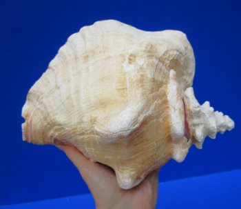 9 by 7-1/2 inches Large Queen Conch Shell for $24.99