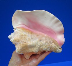 7-3/4 by 6-3/4 inches Queen Conch Shell for $16.99