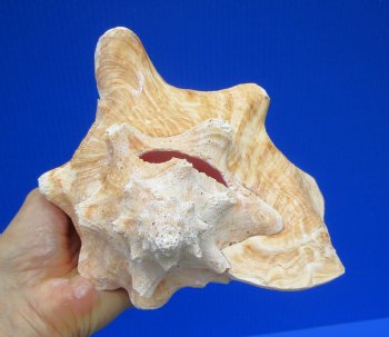 7-3/4 by 6-3/4 inches Queen Conch Shell for $16.99