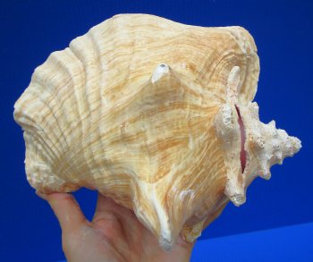 7-3/4 by 6-3/4 inches Queen Conch Shell for $16.99