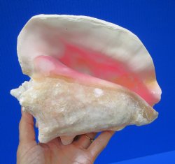 7-1/2 by 6-1/4 inches Queen Conch Shell for $16.99