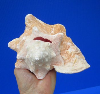 7-1/2 by 6-1/4 inches Queen Conch Shell for $16.99