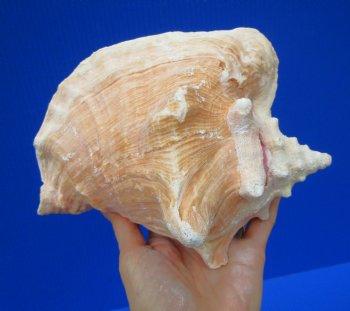 7-1/2 by 6-1/4 inches Queen Conch Shell for $16.99