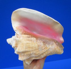 8 by 7 inches Queen Conch Shell for $19.99
