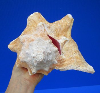 8 by 7 inches Queen Conch Shell for $19.99