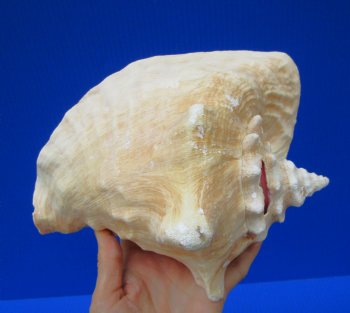8 by 7 inches Authentic Pink Conch Shell for $19.99