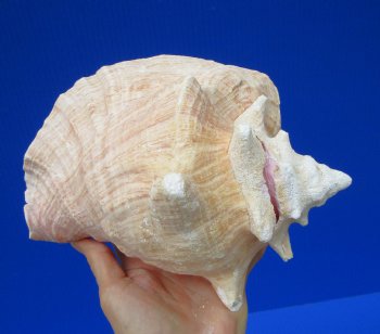 7-3/4 by 6-3/4 inches Queen Conch Shell for $16.99