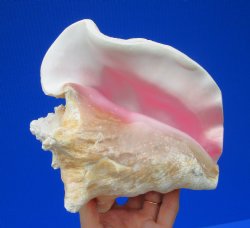 7 by 6-3/4 inches Queen Conch Shell for $16.99