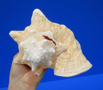 7 by 6-3/4 inches Queen Conch Shell for $16.99