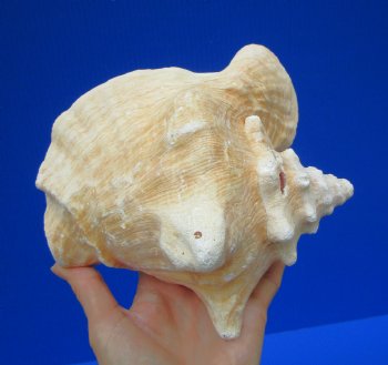 7 by 6-3/4 inches Queen Conch Shell for $16.99