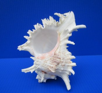8 by 6 inches Large Branched Murex Shell for Sale for $16.99