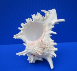 8 by 6 inches Large Branched Murex Shell for Sale for $16.99