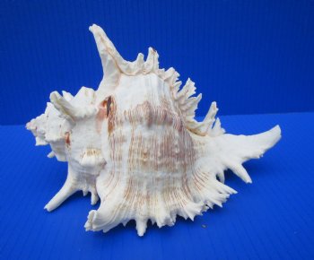 8 by 6 inches Large Branched Murex Shell for Sale for $16.99