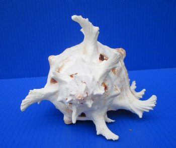 8 by 6 inches Large Branched Murex Shell for Sale for $16.99