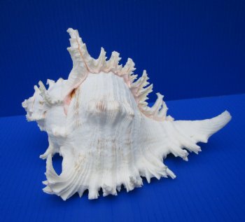 9-1/2 inches Giant Murex Ramosus Shell for $27.99