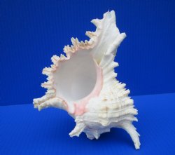 8 by 6-1/2 inches Giant Ramose Murex Shell - $16.99