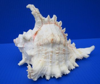 8 by 6-1/2 inches Giant Ramose Murex Shell - $16.99