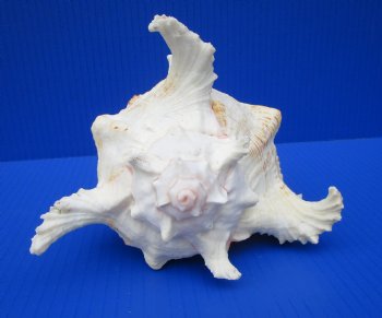 8 by 6-1/2 inches Giant Ramose Murex Shell - $16.99