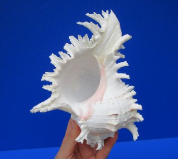 8-1/2 by 6-1/4 inches Ramose Murex Shell for Sale for $16.99