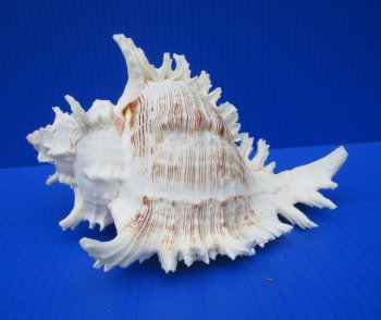 8-1/2 by 6-1/4 inches Ramose Murex Shell for Sale for $16.99