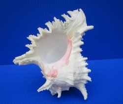 8-1/4 by 6-3/4 inches Large Branched Murex Shell for Sale for $16.99