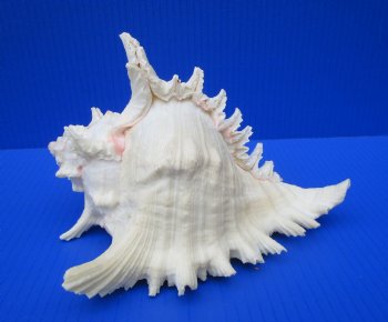 8-1/4 by 6-3/4 inches Large Branched Murex Shell for Sale for $16.99