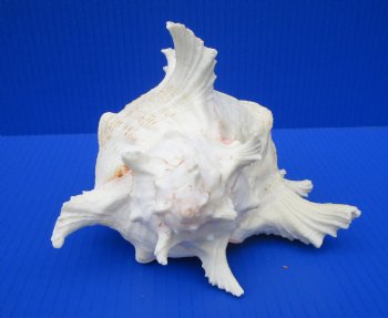 8-1/4 by 6-3/4 inches Large Branched Murex Shell for Sale for $16.99