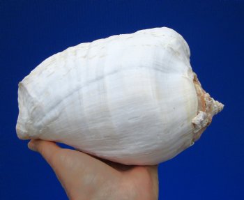 7-7/8 by 5-1/2 inches Eastern Pacific Giant Conch Shell for Sale for $22.99 